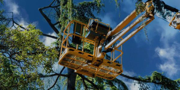 lifting platform used to trim a tree