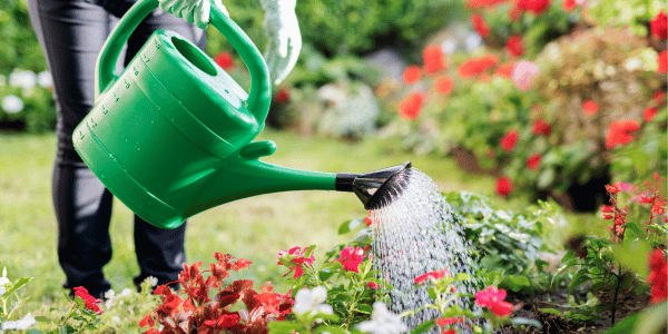 woman wearing gloves and watering garden with watering can