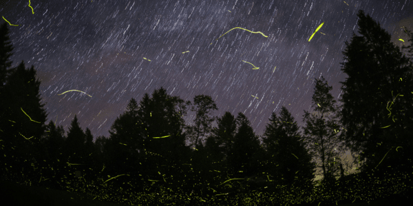 Synchronous Fireflies Blinking Under Star Filled Sky