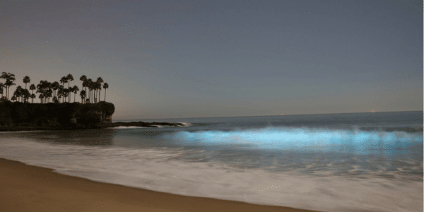 bioluminescent shore in san diego