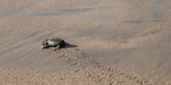 turtle crawling after spawning on beach in Mexico