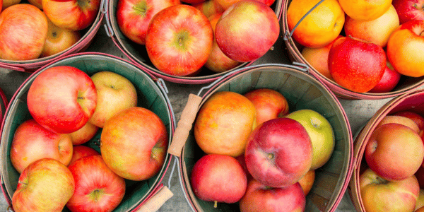 apples from apple orchard in baskets