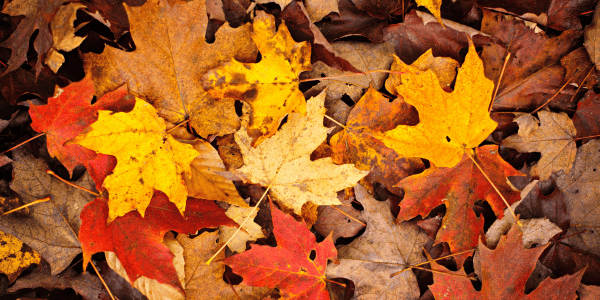 fall leaves on ground