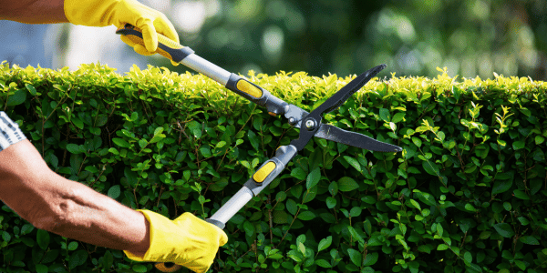 man trimming tree with yellow gloves