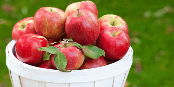 basket of apple varieties 