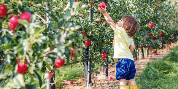 young child picking apples