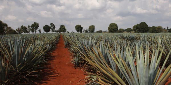 agave field in Mexico