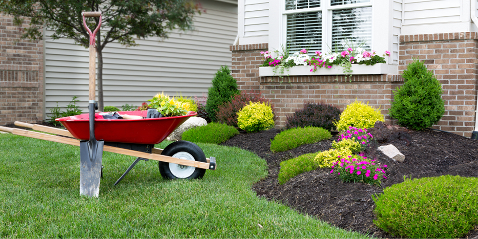 Wheelbarrow and shovel stand in well-kept green lawn in front of a home's celosia flower garden.