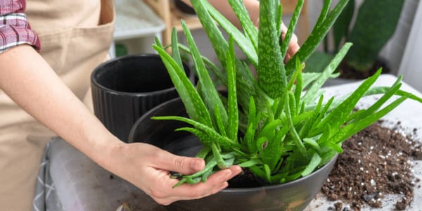 woman planting aloe vera plant