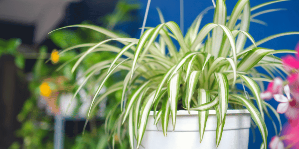 spider plant houseplant hanging
