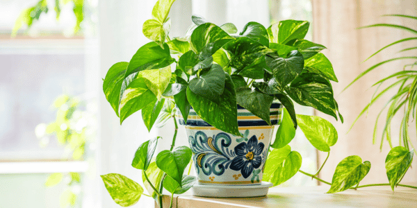 pothos houseplant in pot