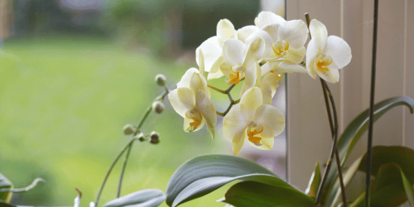 orchid houseplant with white flowers