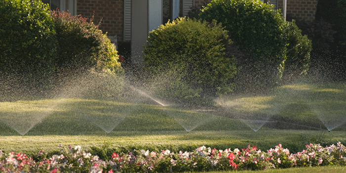 Active sprinkler system sprays lawn with green grass, white and pink flowers, and large bushes.