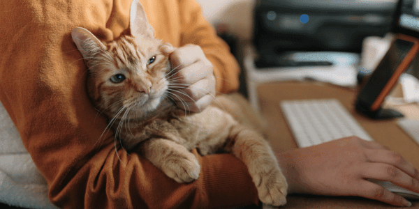 woman petting new ginger cat