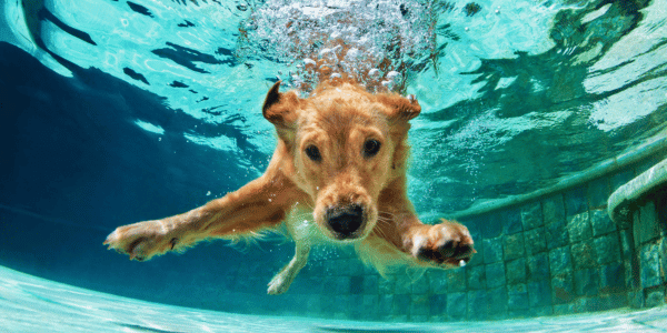 dog diving underwater in summer