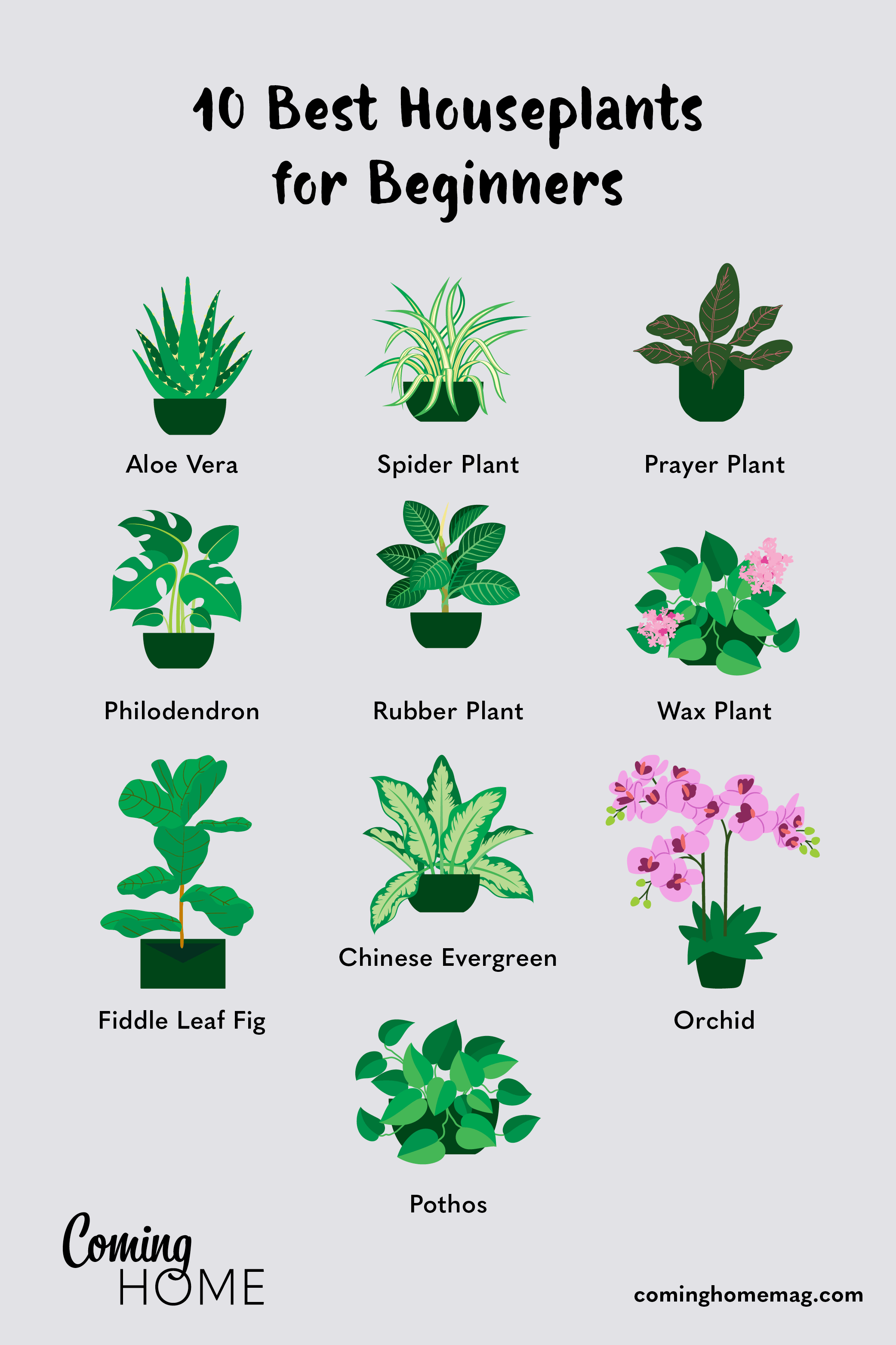 10 best houseplants for beginners