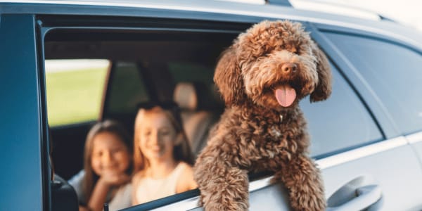 fluffy maltipoo with head out window in car