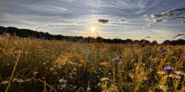 summer solstice shining over field of flowers