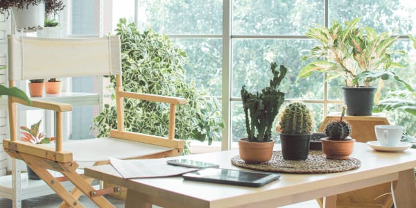 apartment living room decorated with easy plants