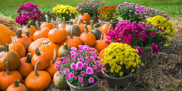 fall mums in pots with pumpkins