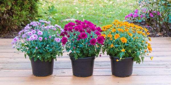 garden mums in pots