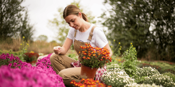 woman planting garden mums in garden