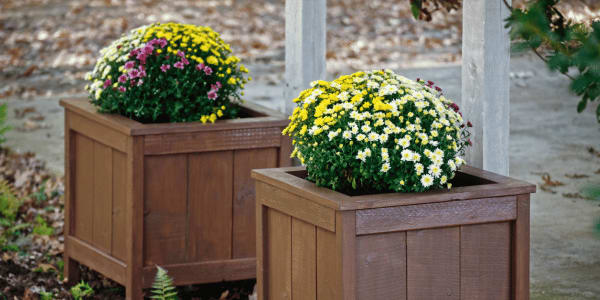 florist mums in pots