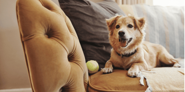 dog sitting on couch