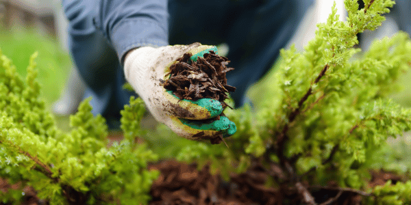 person mulching their yard