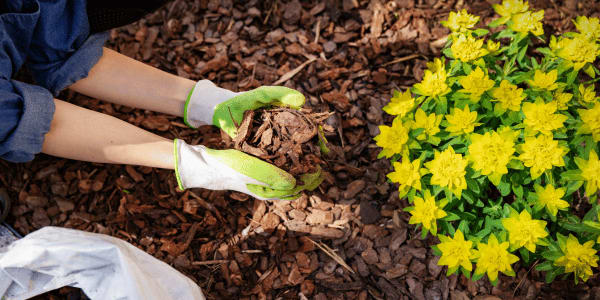 woman mulching flower beds