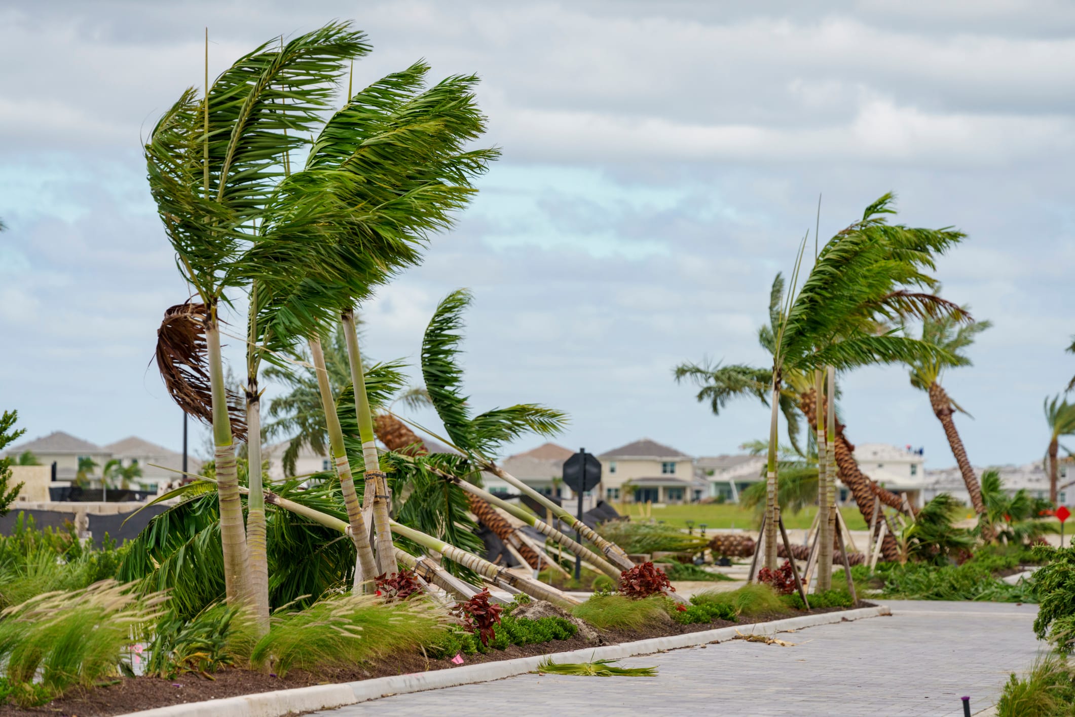 hurricane winds blowing palm trees