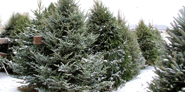 Fir Christmas Trees For Sale