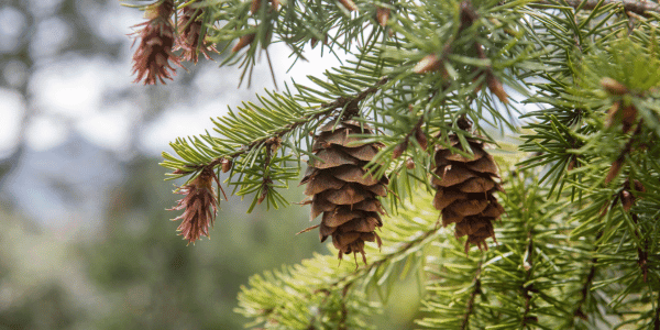 Chritmas pine tree with pinecones