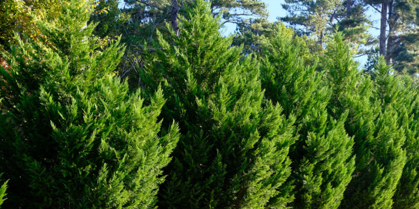 cypress christmas trees in row