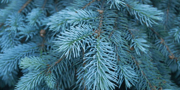 blue spruce tree needles