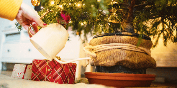 woman watering real christmas tree