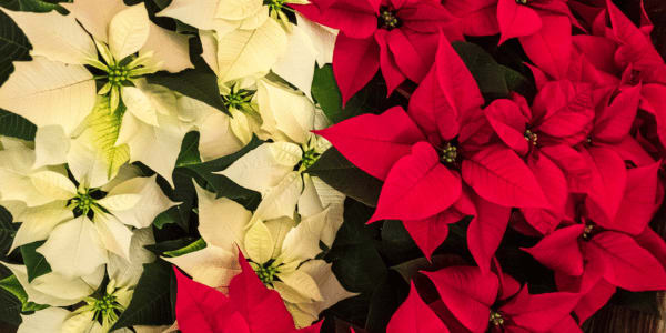 red and white poinsettia plants
