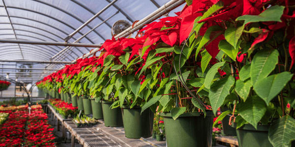 poinsettia plants growing in garden center