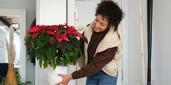 Woman placing christmas poinsettia on table