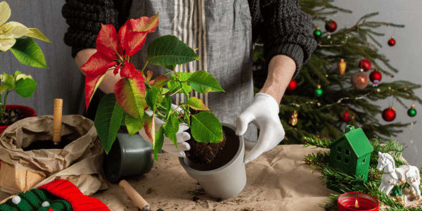 man replanting christmas poinsettia in pot