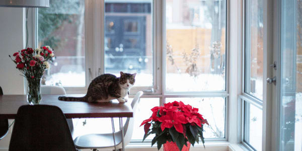 domestic cat sitting on table next to poinsettia plant