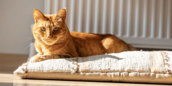 domestic house cat lounging on bed