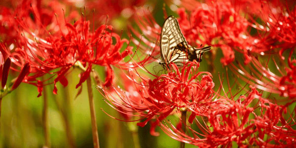 Yellow swallowtail sucking nectar from cluster amaryllis