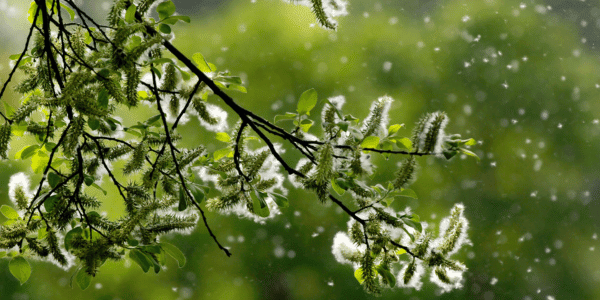 flowers releasing pollen to cause spring allergies