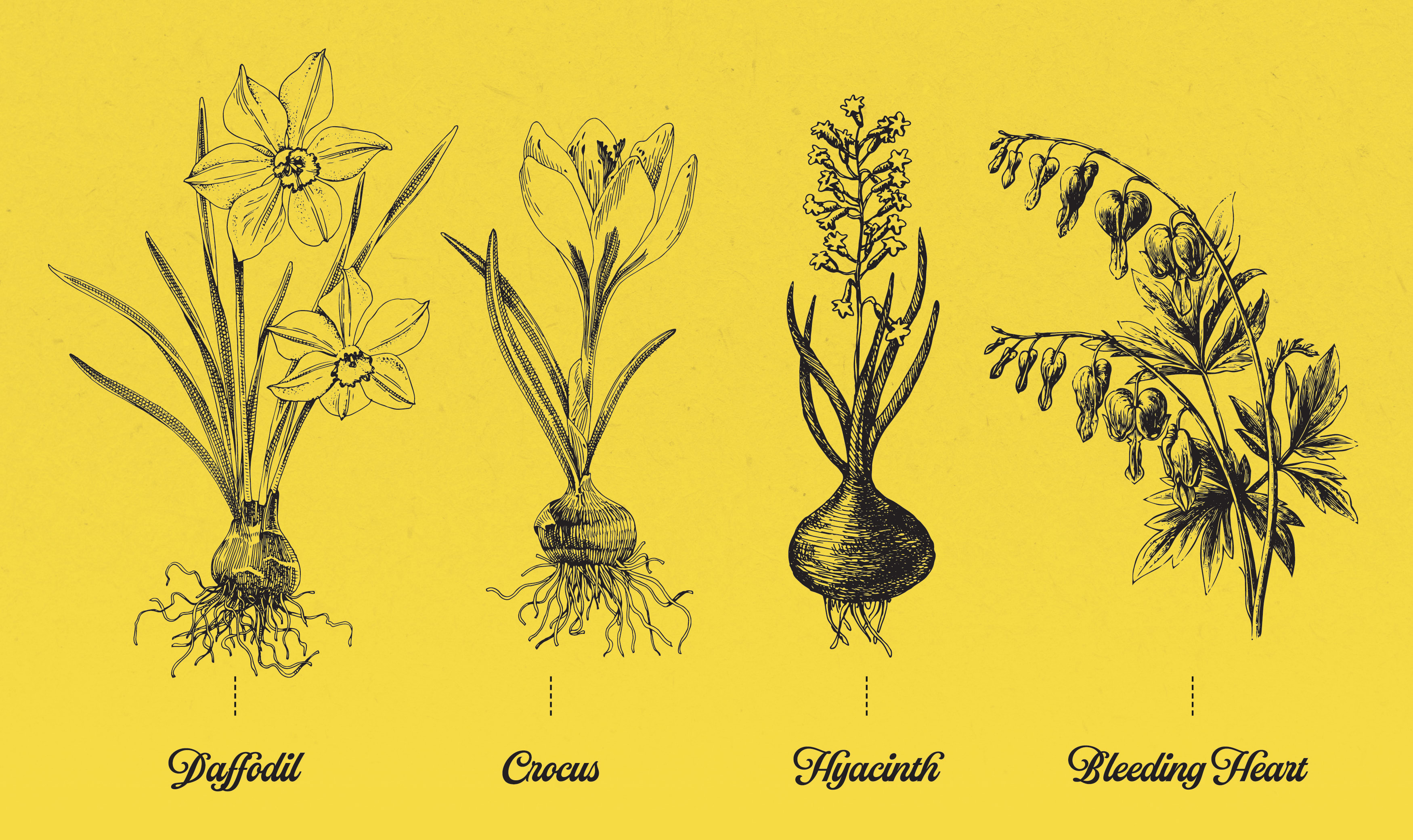 illustration of daffodil, crocus, hyacinth, bleeding heart