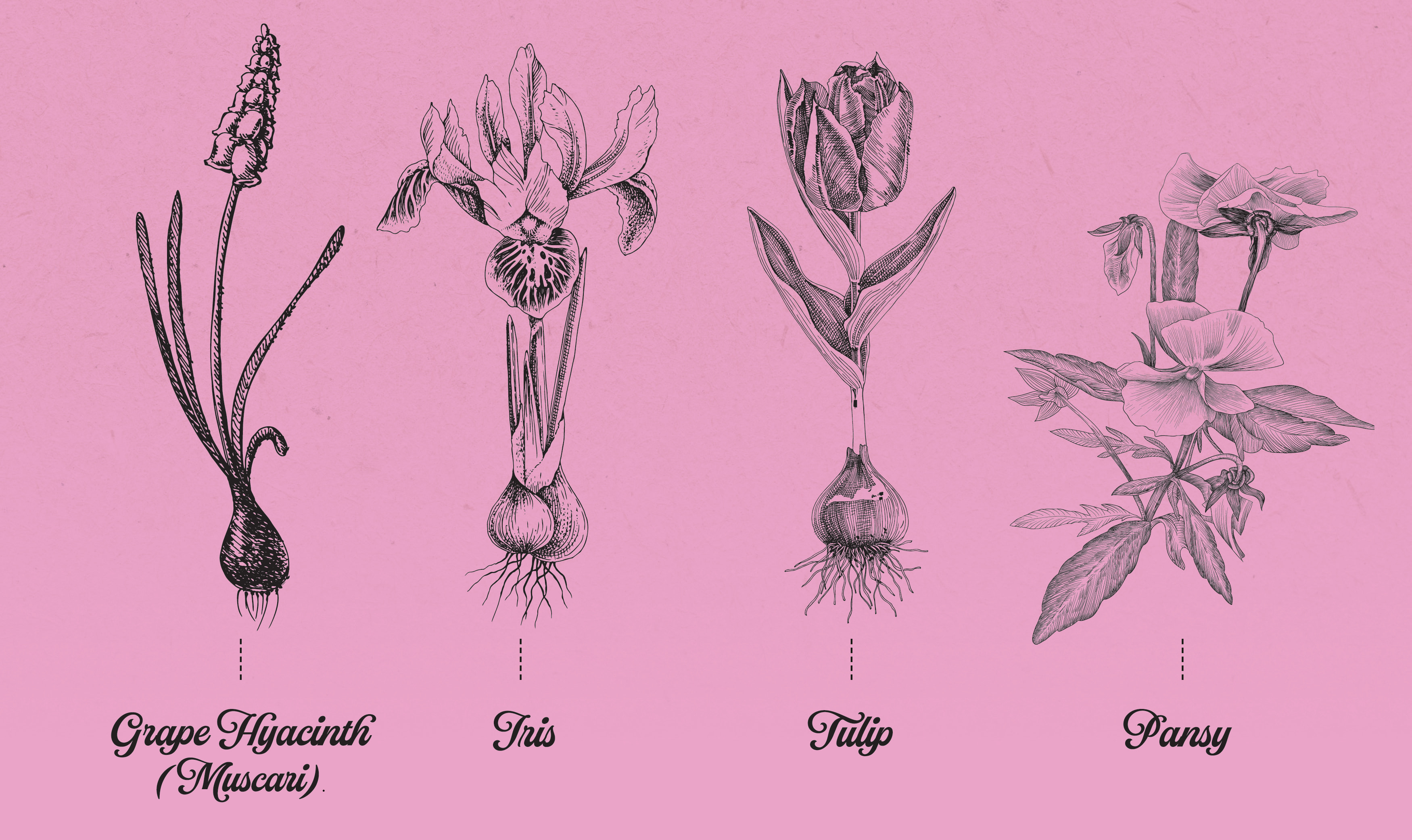 illustration of grape hyacinth, iris, tulip, and pansy