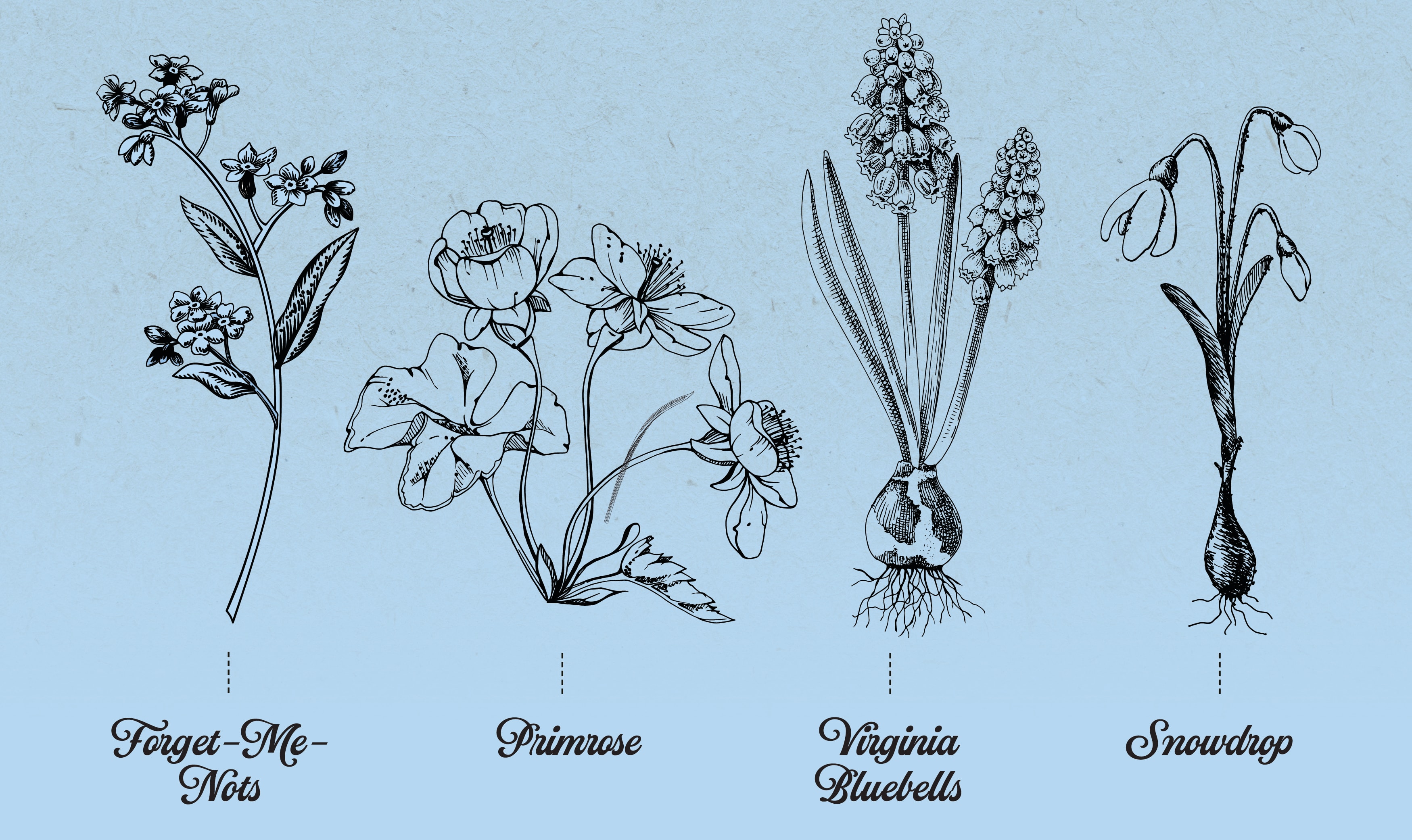 illustration of forget-me-nots, primrose, virginia bluebells, and snowdrops