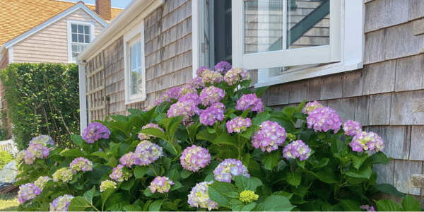 colorful hydrangeas growing in front of Nantucket house