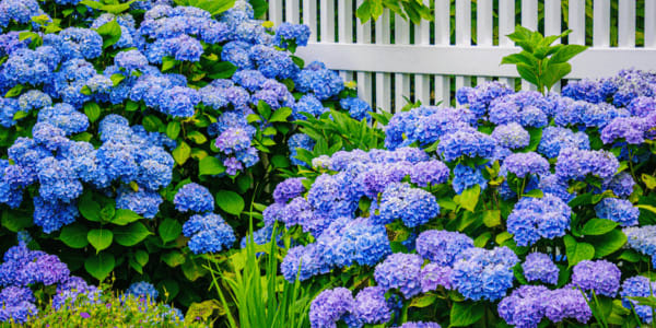 bright blue hydrangeas growing near fence