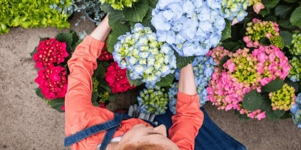 woman planting colorful hydrangeas in garden
